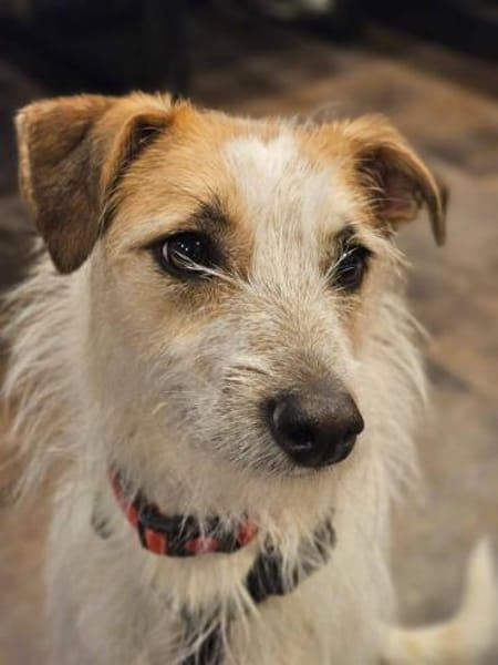 Spike Traumhund aus RO in DE 42857