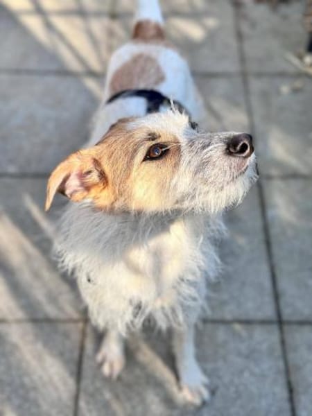 Spike Traumhund aus RO in DE 42857