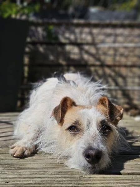 Spike Traumhund aus RO in DE 42857
