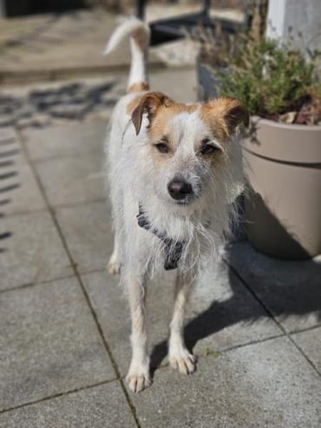 Spike Traumhund aus RO in DE 42857
