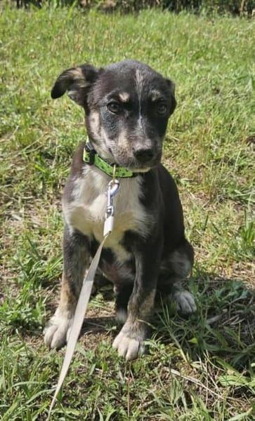 Bobby, kleiner Hund sucht neues Zuhause