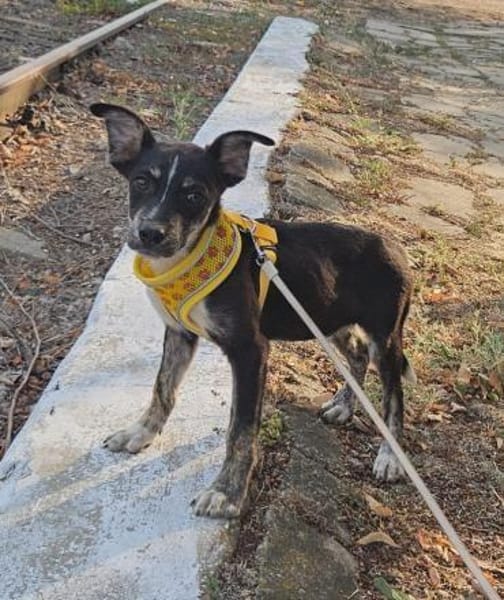 Bobby, kleiner Hund sucht neues Zuhause