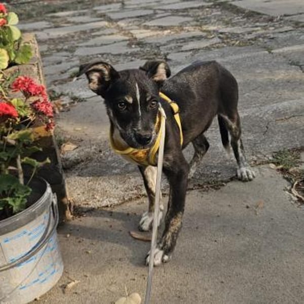 Bobby, kleiner Hund sucht neues Zuhause