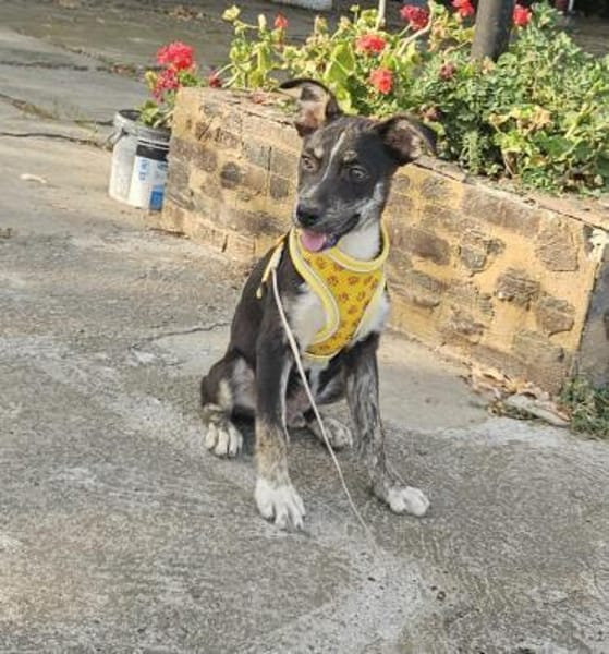 Bobby, kleiner Hund sucht neues Zuhause
