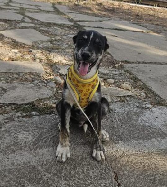 Bobby, kleiner Hund sucht neues Zuhause