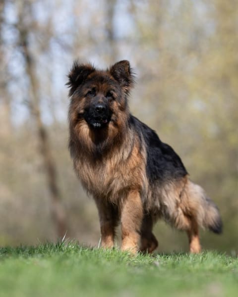 Maximus