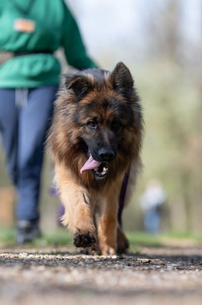 Maximus