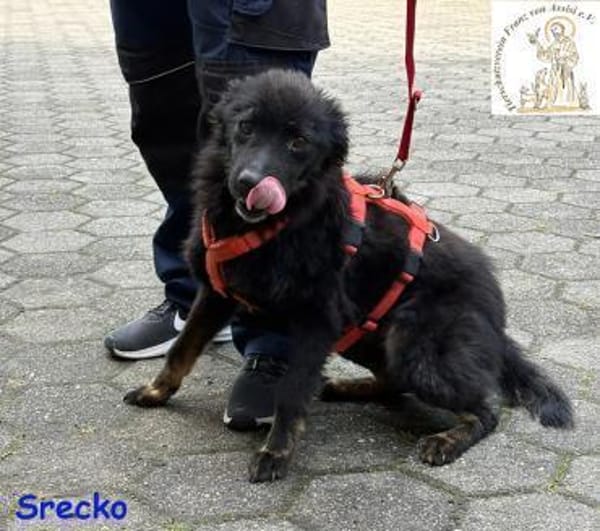 Srecko  der kleine Abenteurer