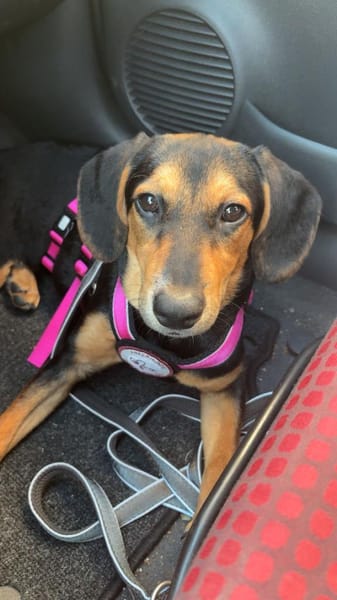 Zuckersüße 🐾💕Sky🐾💕 sucht ihr Zuhause