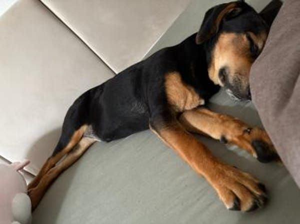 Zuckersüße 🐾💕Sky🐾💕 sucht ihr Zuhause