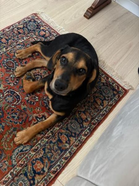 Zuckersüße 🐾💕Sky🐾💕 sucht ihr Zuhause