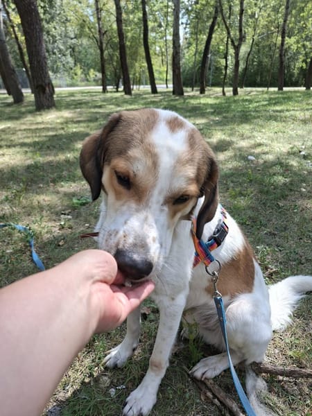 Tobi
