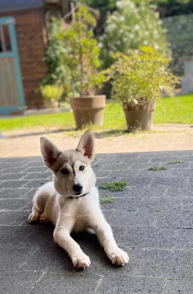 💕Skadi💕 sucht eine liebe Familie🐾💕🐾