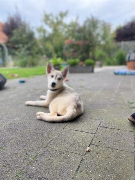 💕Skadi💕 sucht eine liebe Familie🐾💕🐾