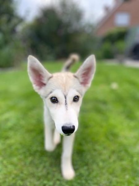 💕Skadi💕 sucht eine liebe Familie🐾💕🐾