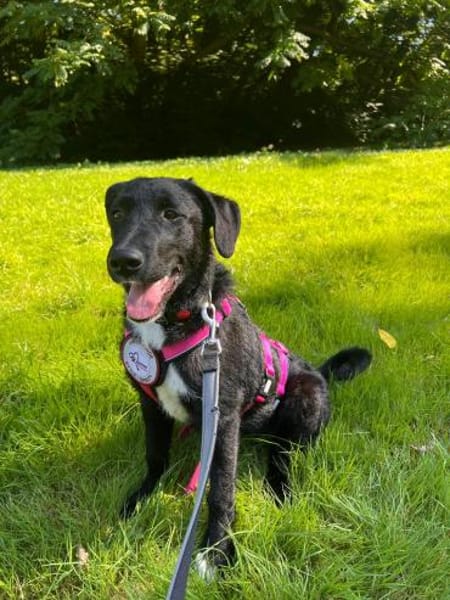 💕Finja💕 sucht ihre Menschen 🐾💕🐾