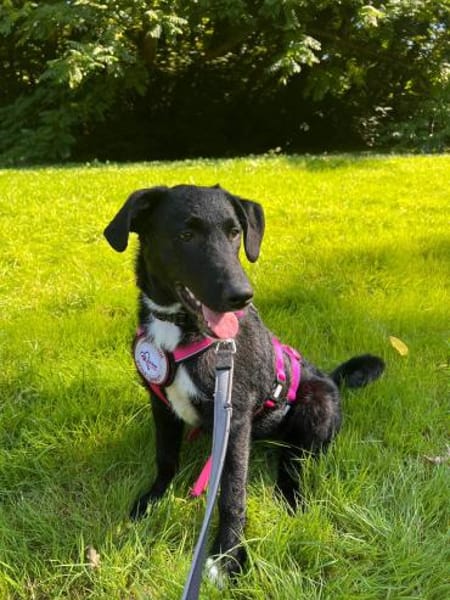 💕Finja💕 sucht ihre Menschen 🐾💕🐾