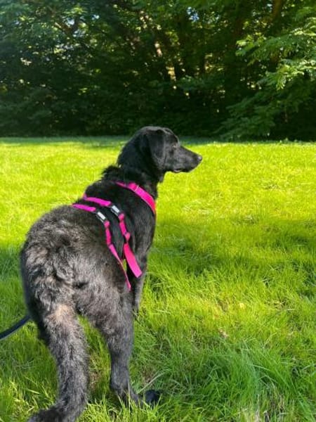 💕Finja💕 sucht ihre Menschen 🐾💕🐾