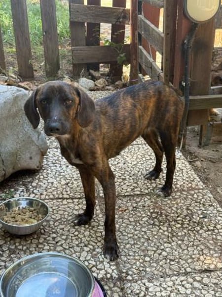 Raja 9 Kilo - reist nach Deutschland