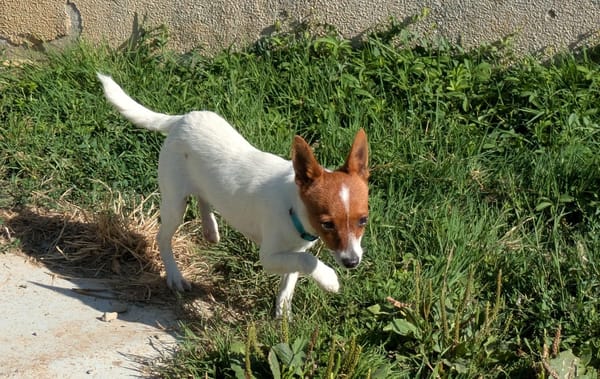 NOISETTE