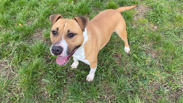 TYSON