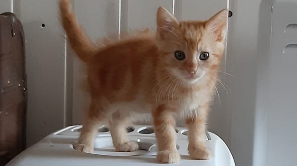 sammy