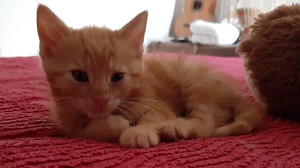sammy