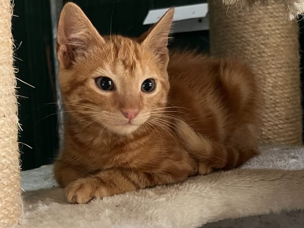 BONBON (RESERVE)