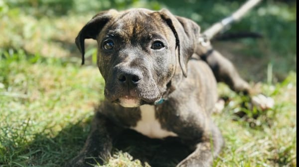 Tyson