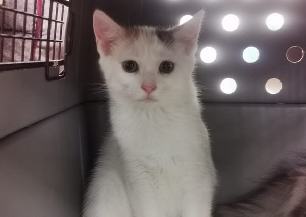 Luna