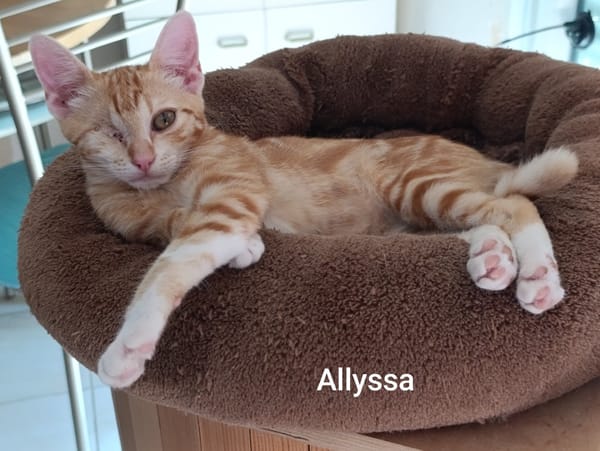 ALLYSSA