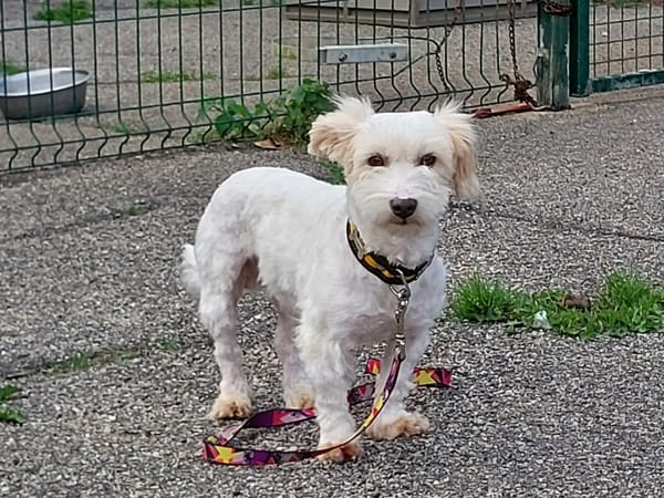Pixel