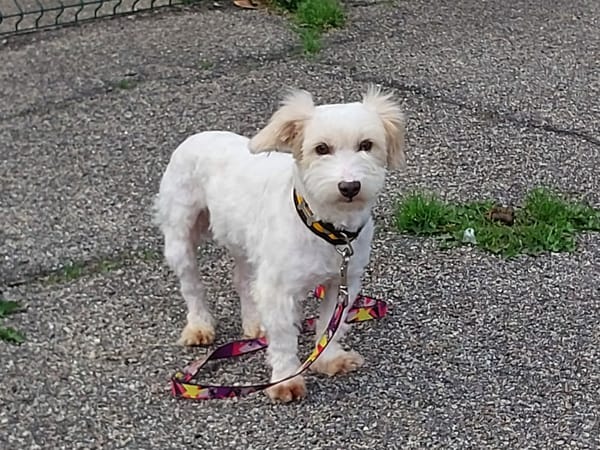 Pixel