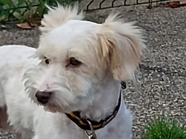 Pixel