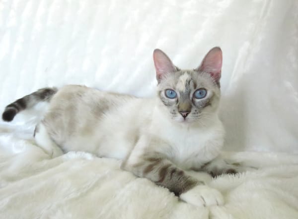 Winneuse