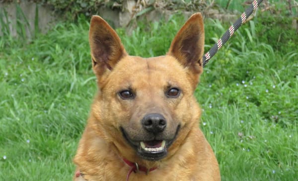 MAYA