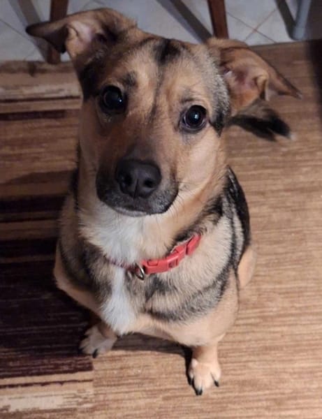 Tula