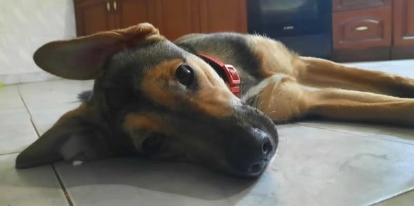Tula