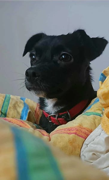Lucek