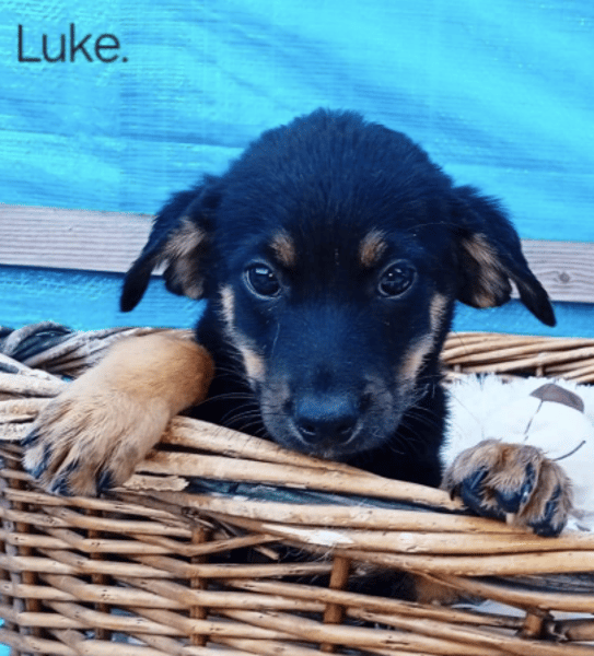 Luke