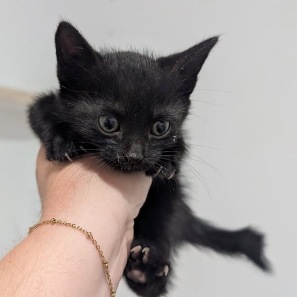 ONYX