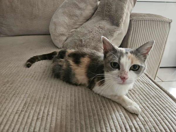LOLA adorable minette tricolore