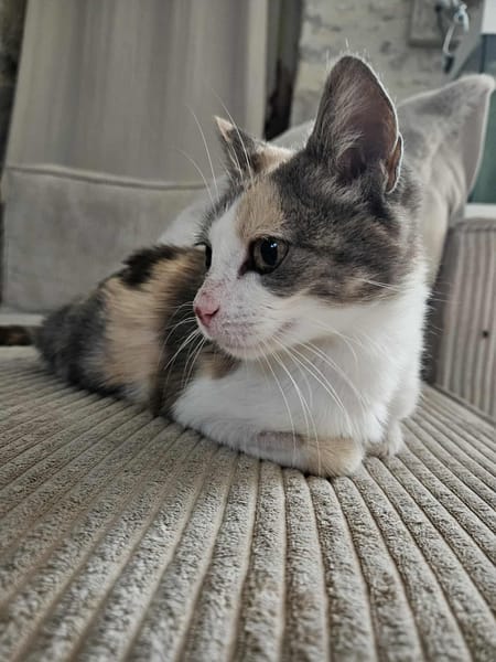 LOLA adorable minette tricolore