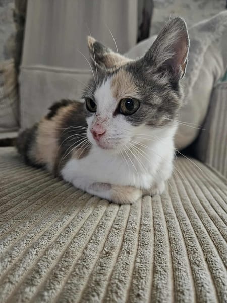 LOLA adorable minette tricolore