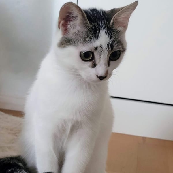 CHOUQUETTE