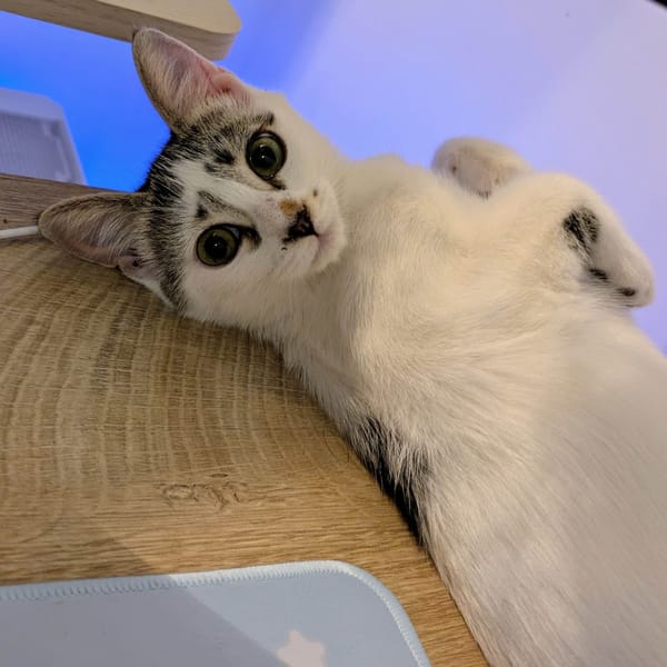 CHOUQUETTE