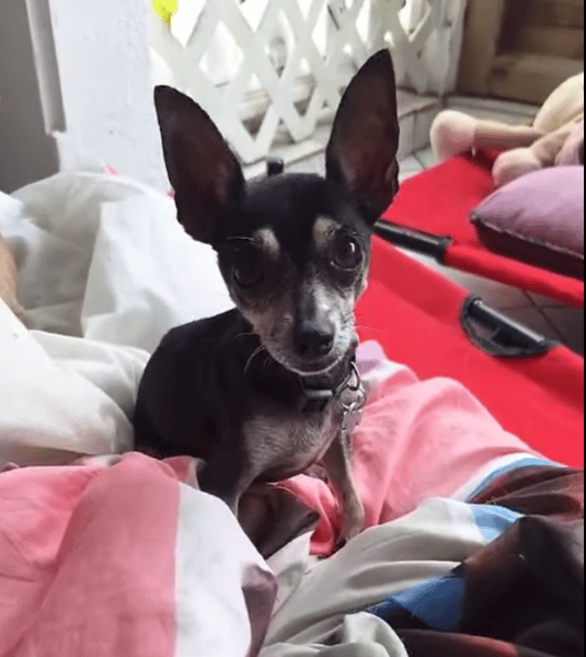 ZIGGY le petit pinscher