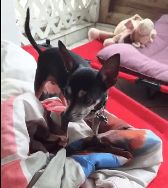 ZIGGY le petit pinscher