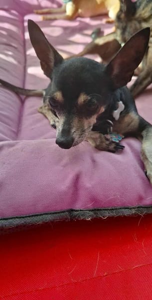 ZIGGY le petit pinscher