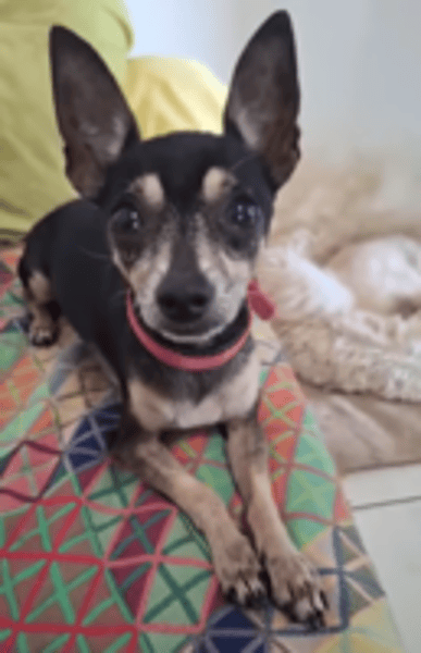 ZIGGY le petit pinscher